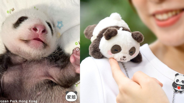 海洋公園一系列熊貓商品限定75折！網民反應兩極！大有進步VS可唔可以似樣啲？