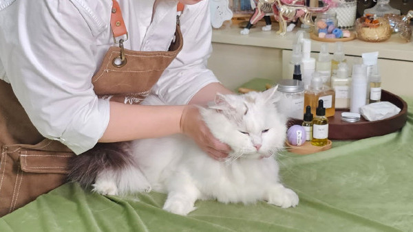 韓國寵物食品節10月開鑼！免費寵物體檢／寵物按摩／打卡區