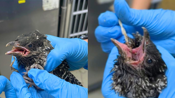 噪鵑寶寶誤吞尼龍繩及BB彈 造成嚴重損傷最終進行安樂死