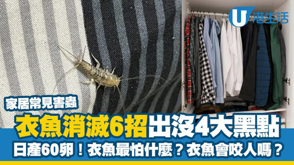 衣魚消滅｜衣魚藏衣櫃咬爛衫日產60卵 衣魚出沒黑點6招防治最怕什麼天敵？