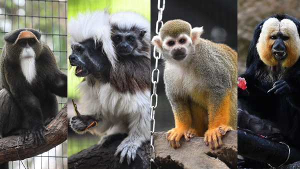 猴子集體死亡｜政府交代動植物公園9隻猴子死因 感染類鼻疽亡公園曾翻土