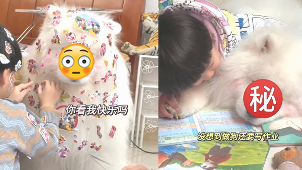 西摩犬化身成為保母！被貼到全身貼紙表情超無奈！