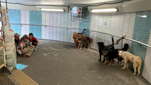 6犬慘遭外傭工人綁隧道欄杆 網民不忍狗狗「罰企焗桑拿」怒轟：好過份