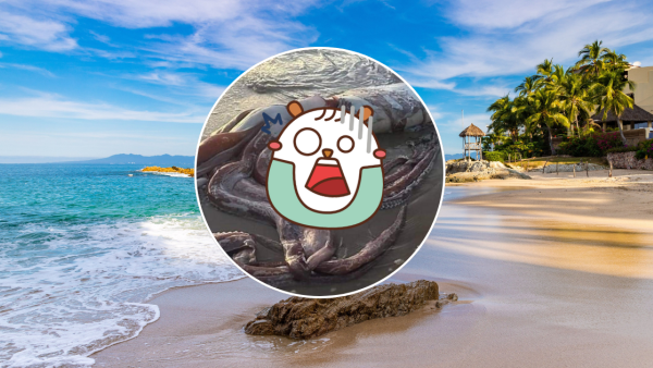 西班牙海灘驚現10米巨型深海怪獸！身長達17米、重300公斤！生物學家揭真身