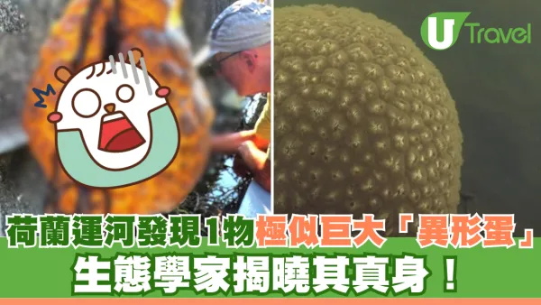 荷蘭運河發現1物極似巨大「異形蛋」 生態學家揭曉其真身！
