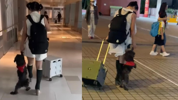 屯門貴婦狗慘遭強逼站立拖行 殘酷行徑惹眾怒：啲骨好易斷