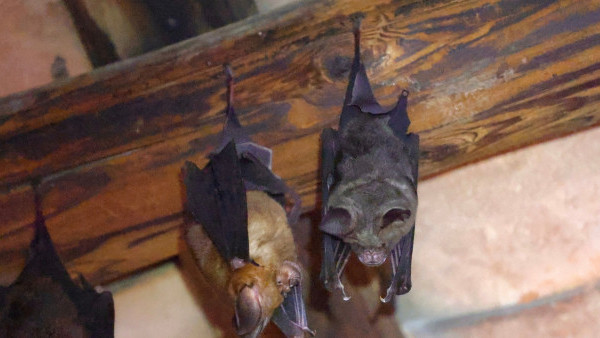 本地農場販售加工蝙蝠糞便變「福土」每月到訪棲地採集大有用途？