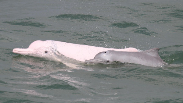北大嶼海岸公園即日成立 面積2,400公頃屬全港最大