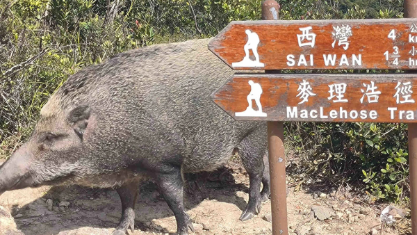 麥理浩徑巨型野豬疑不斷搶食 重磅體型惹議：真係好肥