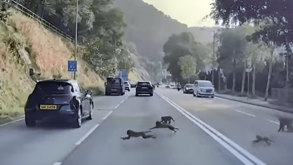 馬騮大遷徙？猴群落山集體狂奔「自殺式」衝出馬路