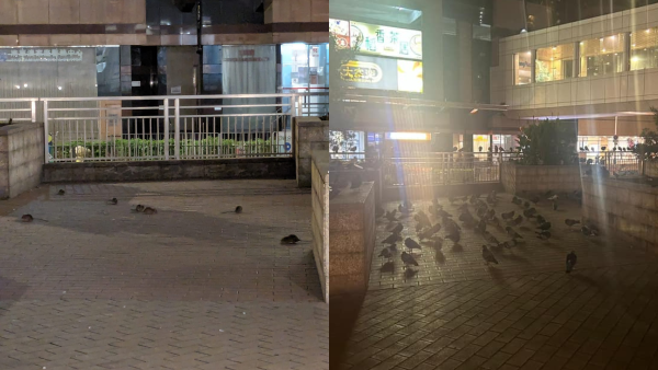 將軍澳坑口一帶驚變老鼠樂園！鴿患鼠患滋擾街坊 網民直呼「好恐怖」！非法餵飼野生動物最高可罰6位數！