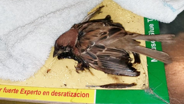 嘉道理農場接收13隻動物誤中老鼠膠 8隻不幸離世五個步驟協助受困動物