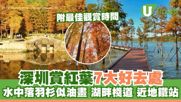 深圳紅葉｜深圳賞紅葉好去處打卡落羽杉粉色芒草 附最佳觀賞時間月份