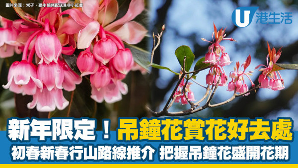 2025吊鐘花好去處｜新年吊鐘花行山路線 花期短1-2月開花新春賞花必去5景點