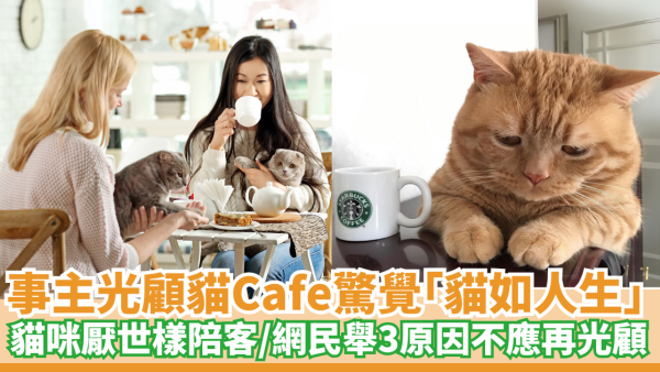 事主光顧貓Cafe「貓如人生｜貓咪厭世樣陪客／網民舉3原因不應再光顧