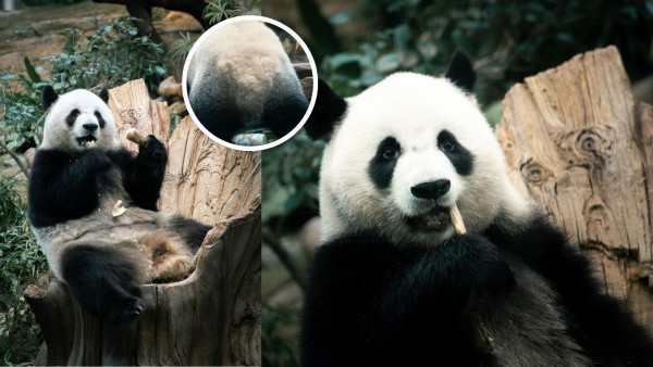 新熊貓館開幕！大熊貓正式命名「安安」「可可」！率先探訪大熊貓 現場直擊