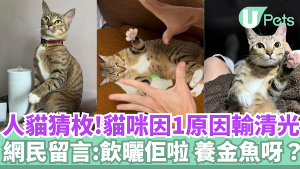 人貓猜枚！貓咪因1原因輸清光／網民留言:飲曬佢啦 養金魚呀？