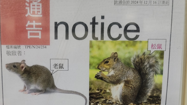 北區屋邨居民誤將松鼠當老鼠！管理處貼「生物解說」澄清：美麗誤會