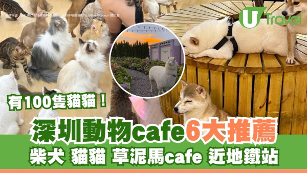 【深圳貓cafe】全場100隻貓超壯觀！深圳動物cafe 6大推薦、柴犬cafe近地鐵站