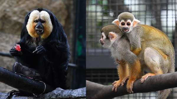 康文署：香港動植物公園哺乳類動物區12月13日重開