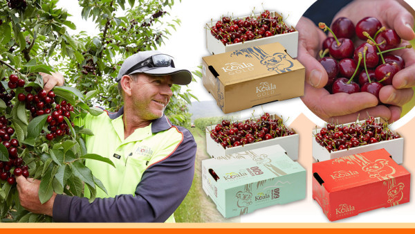 品嘗真正高端車厘子！Koala Cherries澳洲原產地空運直送 樹上成熟爽脆多汁