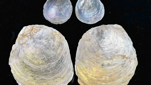 香港生物學家發現兩個新物種！「海月貝」物種總數增加至七個