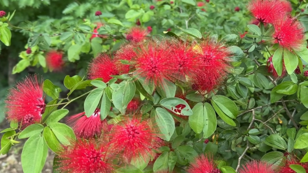 賞花2024｜紅粉撲花盛放！3大賞花地點一覽覆蓋港九新界