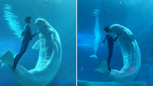 白鯨驚現18嚿腹肌引熱討  健碩身材專家解釋背後真相