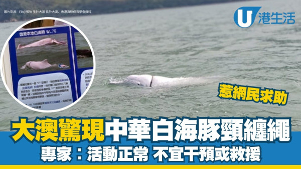 中華白海豚頸纏繩大澳海面硬撐惹網民求助 專家︰不宜干預或救援