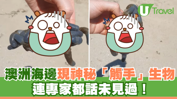 澳洲海邊現神秘「觸手」生物 連專家都話未見過！