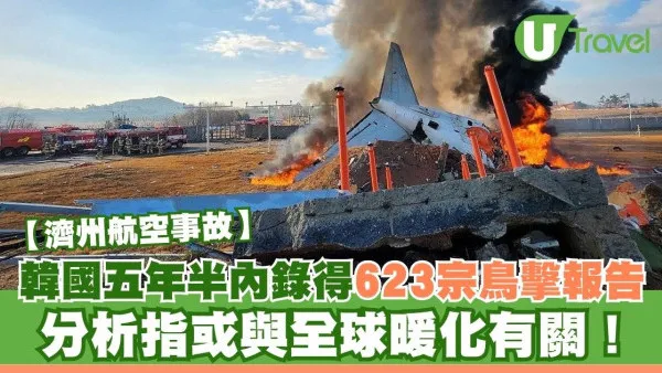 濟州航空事故｜韓國五年半內錄得623宗鳥擊報告 分析指或與全球暖化有關！