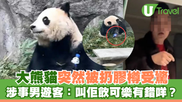 重慶大熊貓突然被扔膠樽受驚 涉事男遊客：叫佢飲可樂有錯咩？