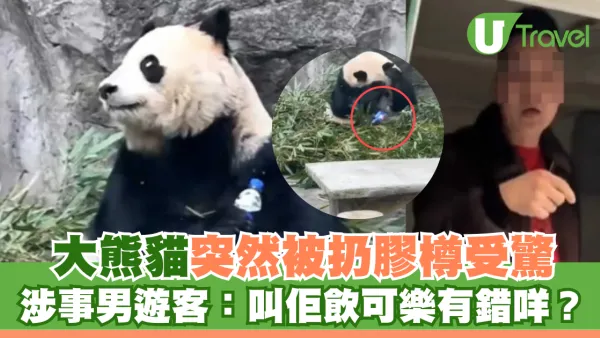 重慶大熊貓突然被扔膠樽受驚 涉事男遊客：叫佢飲可樂有錯咩？