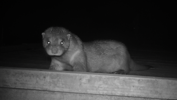 歐亞水獺蹤跡重現北大嶼水域 自上世紀60年代起絕跡大嶼山