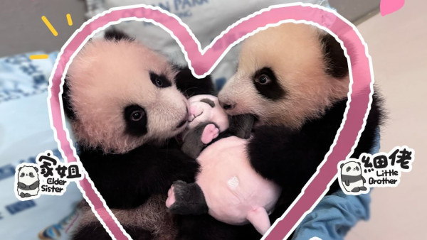 大熊貓BB｜大熊貓龍鳳胎BB下月與公眾見面！買海洋公園年卡送家姐細佬珍藏卡！即睇熊貓頭箍及肩膀公仔精品！