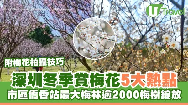 深圳賞花2026｜5大賞梅熱點推介地鐵直達！市區最大梅林逾2000梅樹盛放