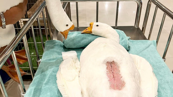 小女鵝因誤食電線緊急開刀 鵝爸爸在旁一臉心疼引熱議