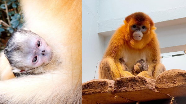 海洋公園迎來港產川金絲猴寶寶 第四胎順利誕生展區暫停開放