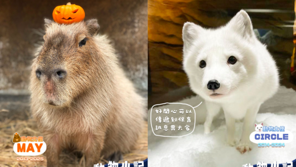 海洋公園水豚「全港最孤單」阿May安樂死 北極狐Circle上月離世