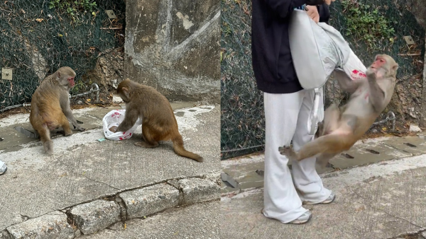 猴擒馬騮「打劫」少女背囊3次跳身上 大膽開袋搶食爭鮮壽司得個吉