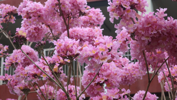 紫花風鈴木開花情報！3大觀賞地點+交通資訊