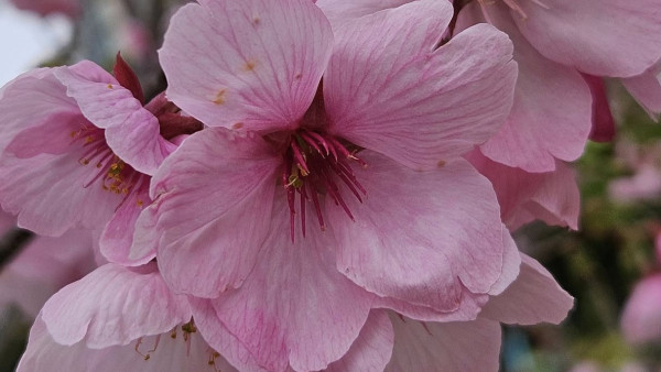 香港櫻花2025｜馬鞍山櫻花半數盛開！預料2月內完全盛開 附交通方法