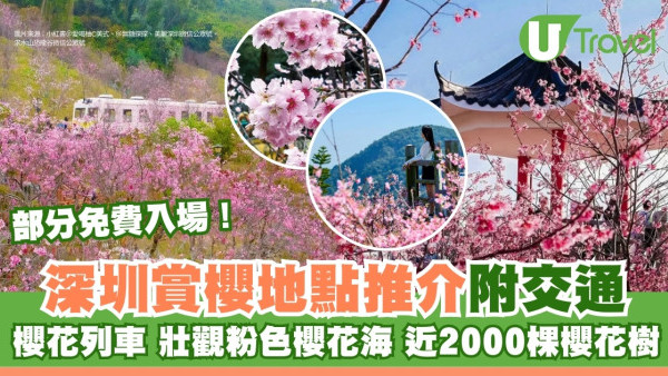【深圳櫻花賞櫻攻略】免費櫻花海6秘境附交通地鐵到！鹽田登山花徑、坪山萬株櫻花谷