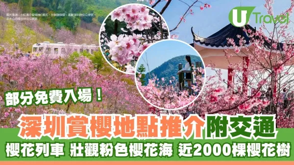 【深圳櫻花賞櫻攻略2026】免費櫻花海6秘境附交通地鐵可達！鹽田登山花徑、坪山萬株櫻花谷
