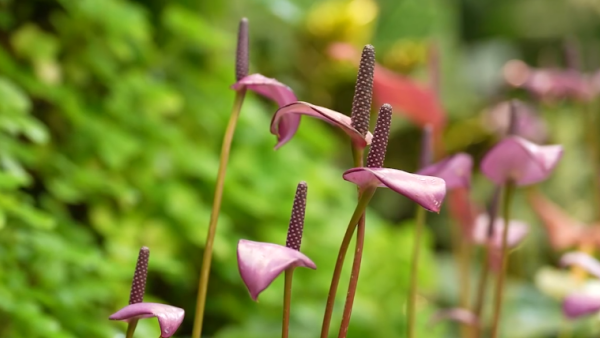 紫掌盛放2大賞花地點！ 粉紫色心形苞片+肉質花軸