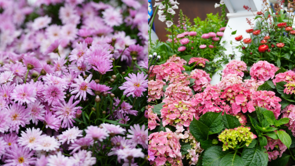 香港花卉展覽2025｜花卉展覽周日晚上閉幕！康文署免費派發3500盆鮮花！即睇領取地點+時間