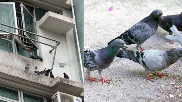 牛頭角上邨公屋住戶開窗餵鴿 街坊批住佢樓下真係慘