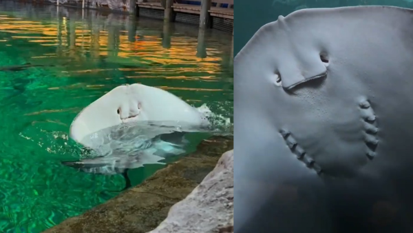 海洋公園魔鬼魚爆紅形容似「Jellycat臉」內地客激讚可愛