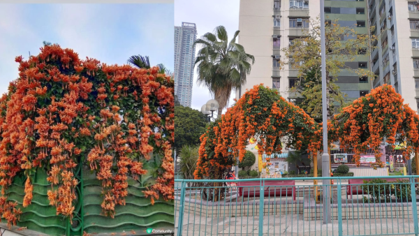 賞花好去處2025︱大圍新翠邨超靚炮仗花即將盛放 橙色花朵繽紛燦爛（附花期／前往方式）