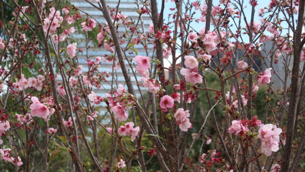 沙田櫻花2025！城門河畔過百棵櫻花樹2月下旬開花！宜近距離觀賞/打卡